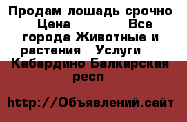 Продам лошадь срочно › Цена ­ 30 000 - Все города Животные и растения » Услуги   . Кабардино-Балкарская респ.